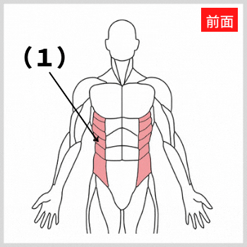 腹斜筋の解剖図