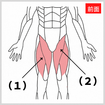 内転筋と大腿四頭筋の解剖図