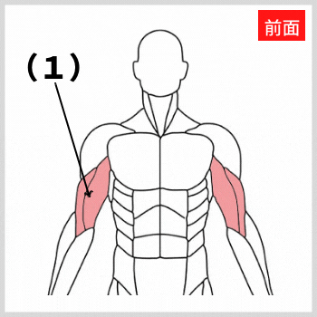 上腕二頭筋と上腕筋の解剖図