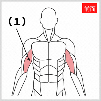 上腕二頭筋の解剖図