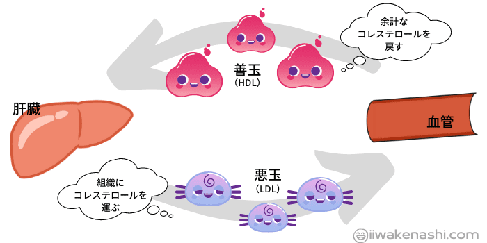 善玉と悪玉のコレステロールの働きのイラスト