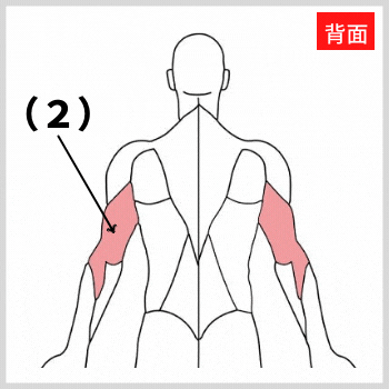 二の腕の解剖図