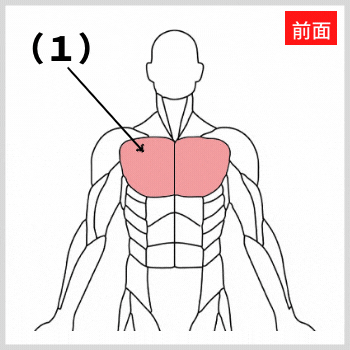 大胸筋の解剖図