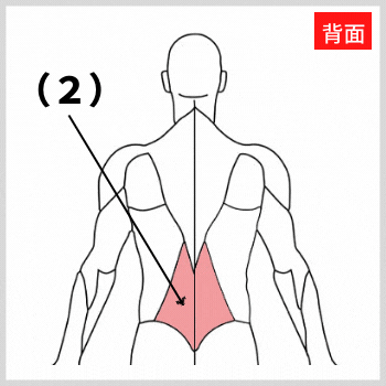 脊柱起立筋の解剖図