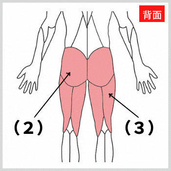 大臀筋とハムストリングスの解剖図