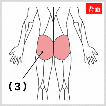 大臀筋の解剖図