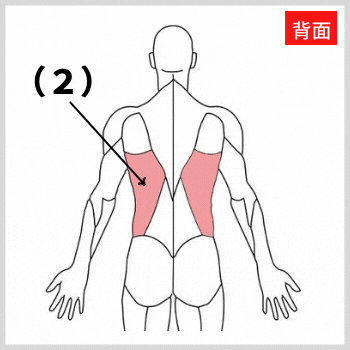広背筋の解剖図