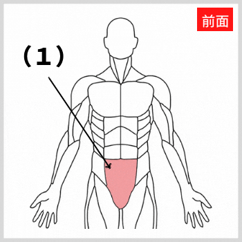 腹直筋下部の解剖図