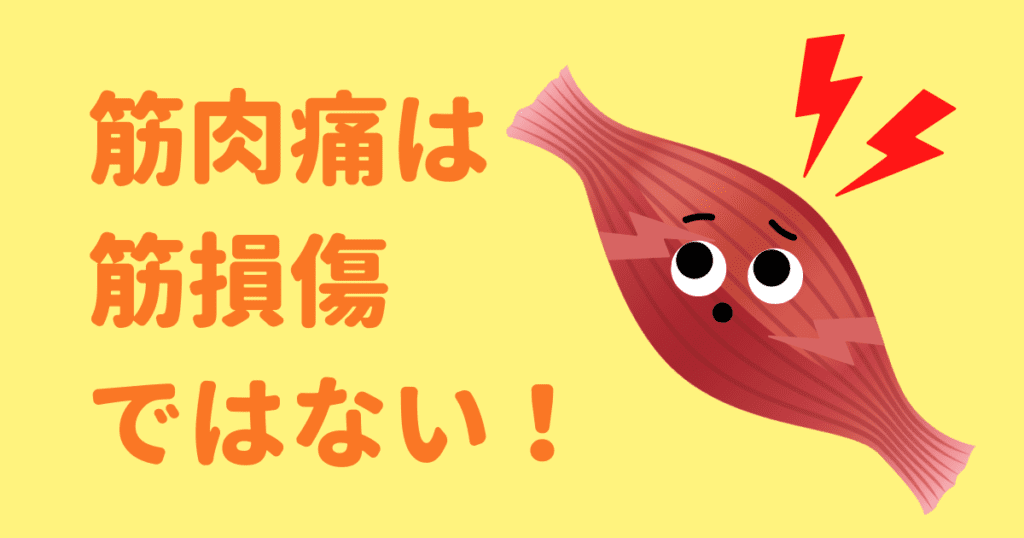 筋肉痛は筋損傷ではない
