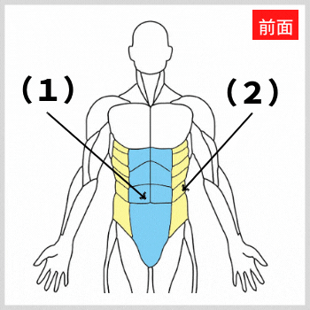 腹直筋と腹斜筋の解剖図