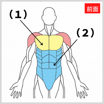 腕立て伏せで鍛える前面の解剖図