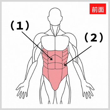 腹直筋と腹斜筋の解剖図