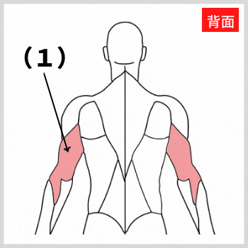 上腕三頭筋の解剖図