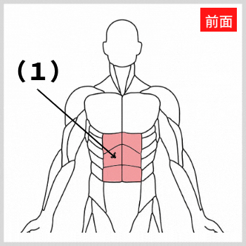 腹直筋上部の解剖図