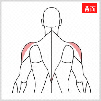 肩の横の三角筋側部（背面）の解剖図
