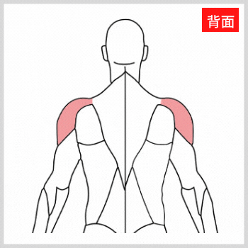 三角筋の解剖図（背面）