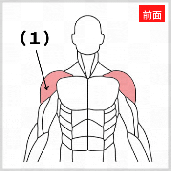 三角筋の解剖図（前面）