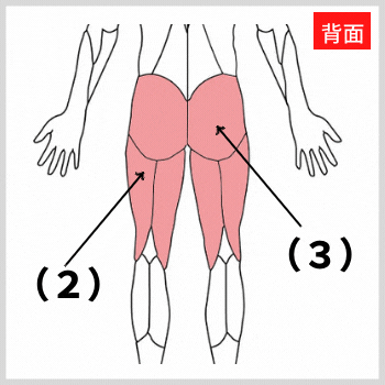 大殿筋とハムストリングの解剖図