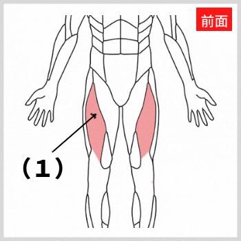 大腿四頭筋の解剖図