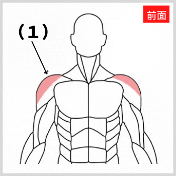 肩の横の三角筋側部（前面）の解剖図