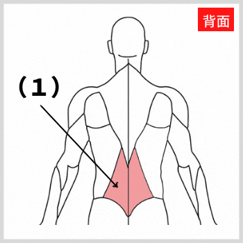 脊柱起立筋の解剖図