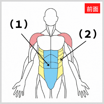 腹直筋と腹斜筋と三角筋の解剖図