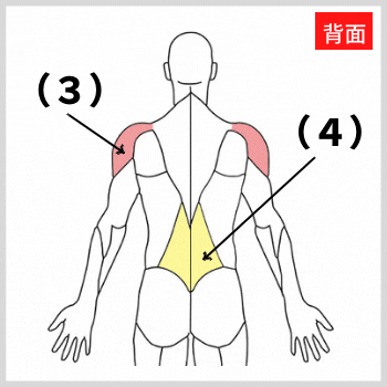 三角筋と脊柱起立筋の解剖図