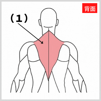 僧帽筋の解剖図